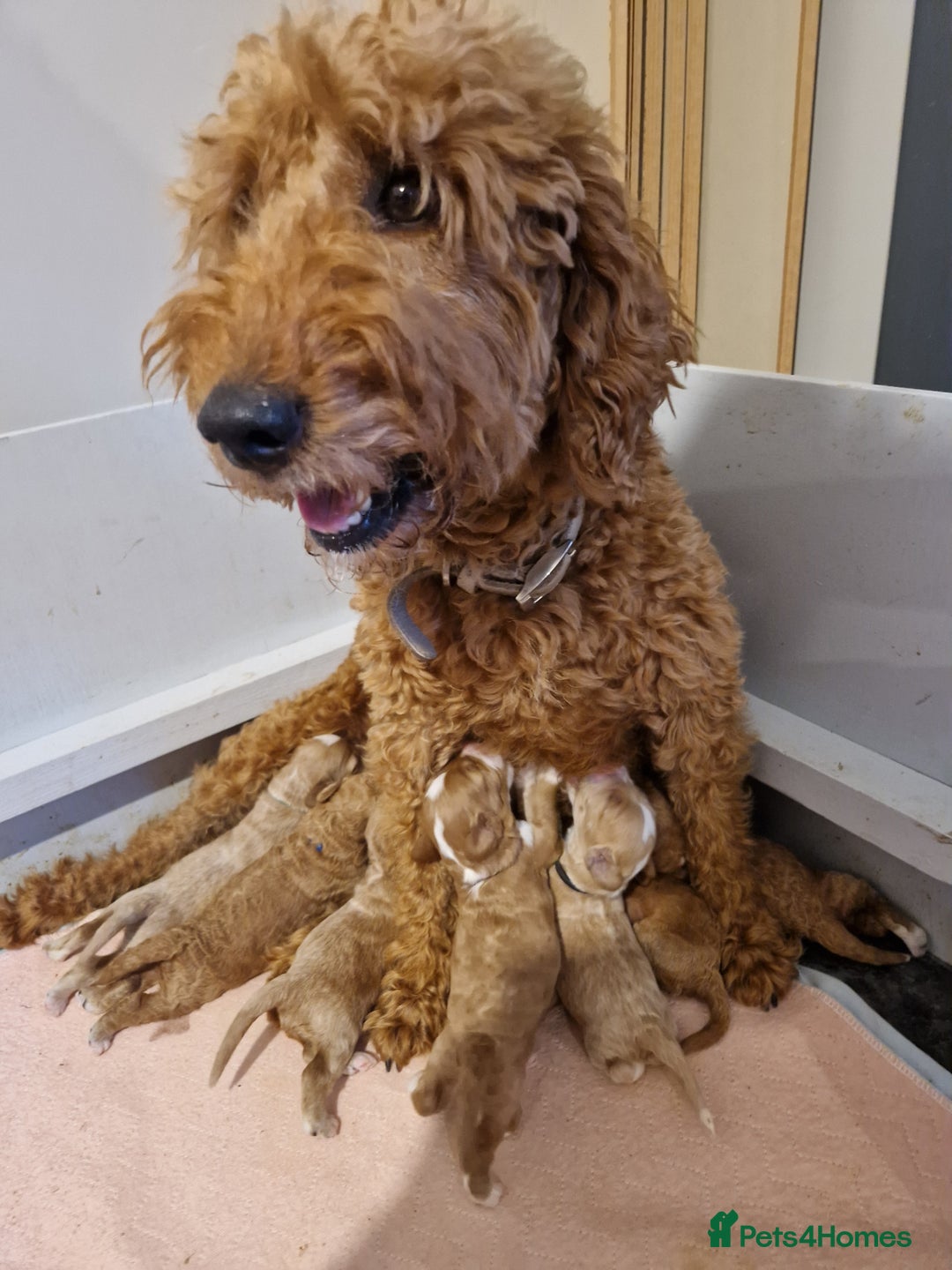 Mixed Breed dogs for sale: Stunning Australian labradoodles - Image 10