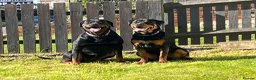 Rottweiler dogs for sale: Beautiful Rottweiler puppies in Derby - Advert 21