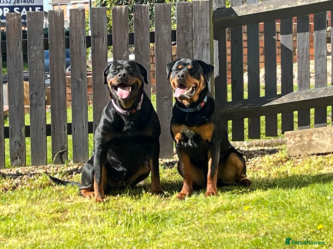 Rottweiler dogs for sale: Beautiful Rottweiler puppies in Derby - Advert 21