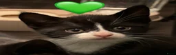 European cats for sale: Kittens  - Advert 15