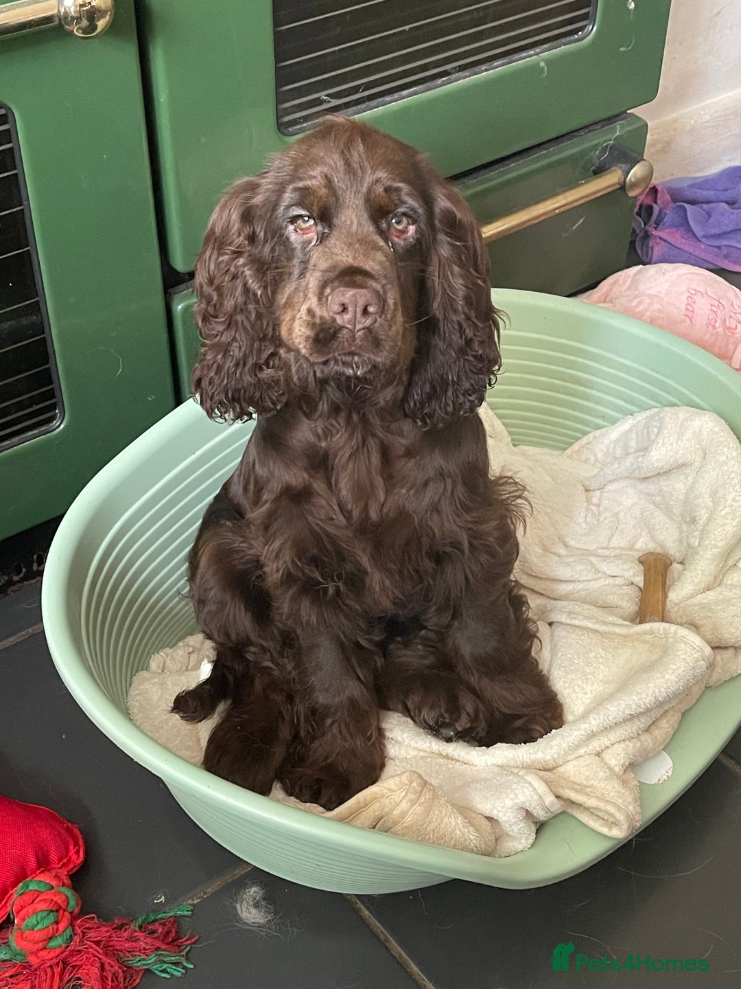 Cocker Spaniel dogs for sale:  Beautiful Show type Cocker  - Advert 5