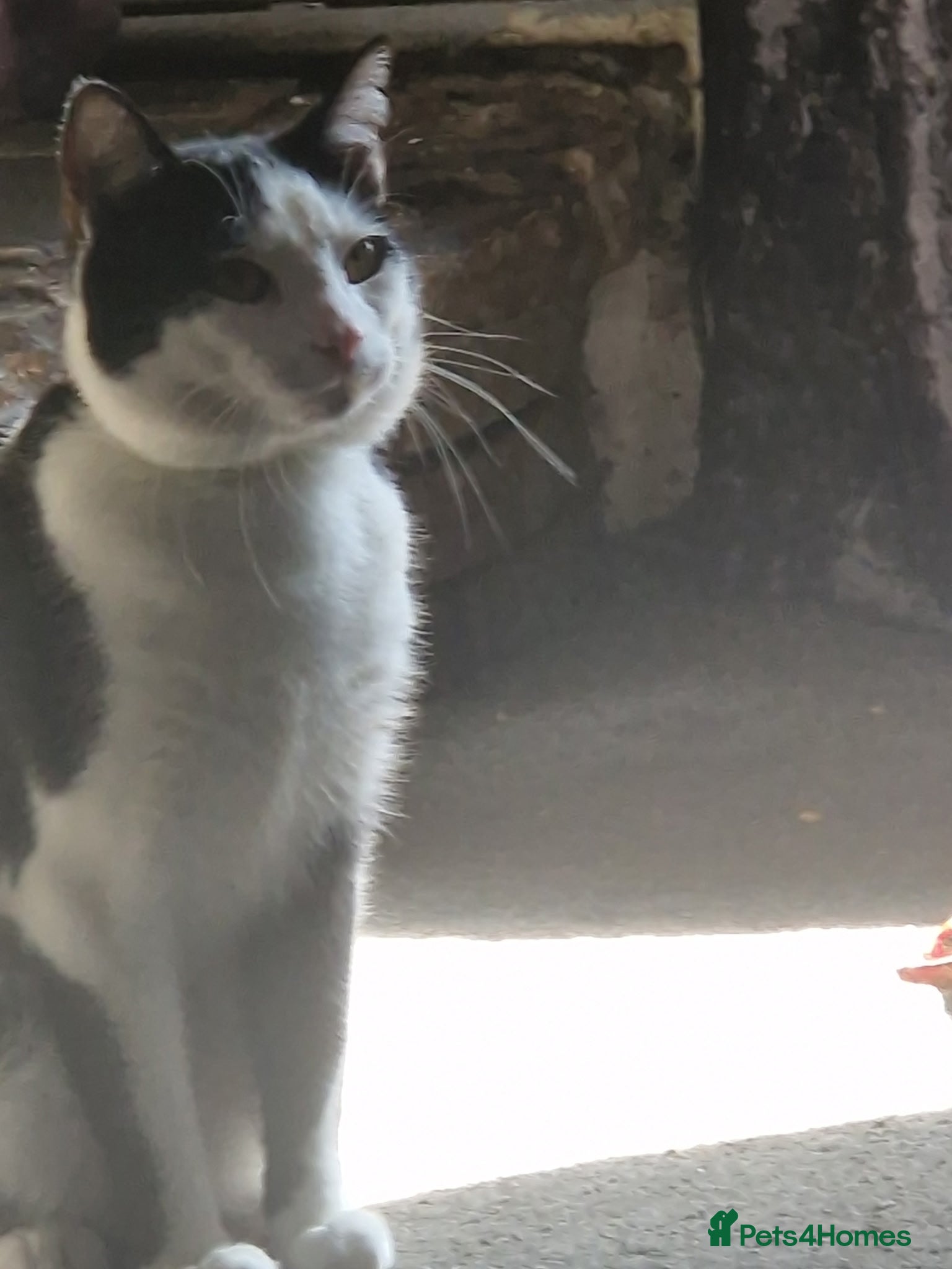 Mixed Breed cats Bruce  - Advert 3