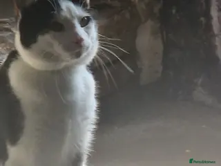 Mixed Breed cats Bruce - Advert 1