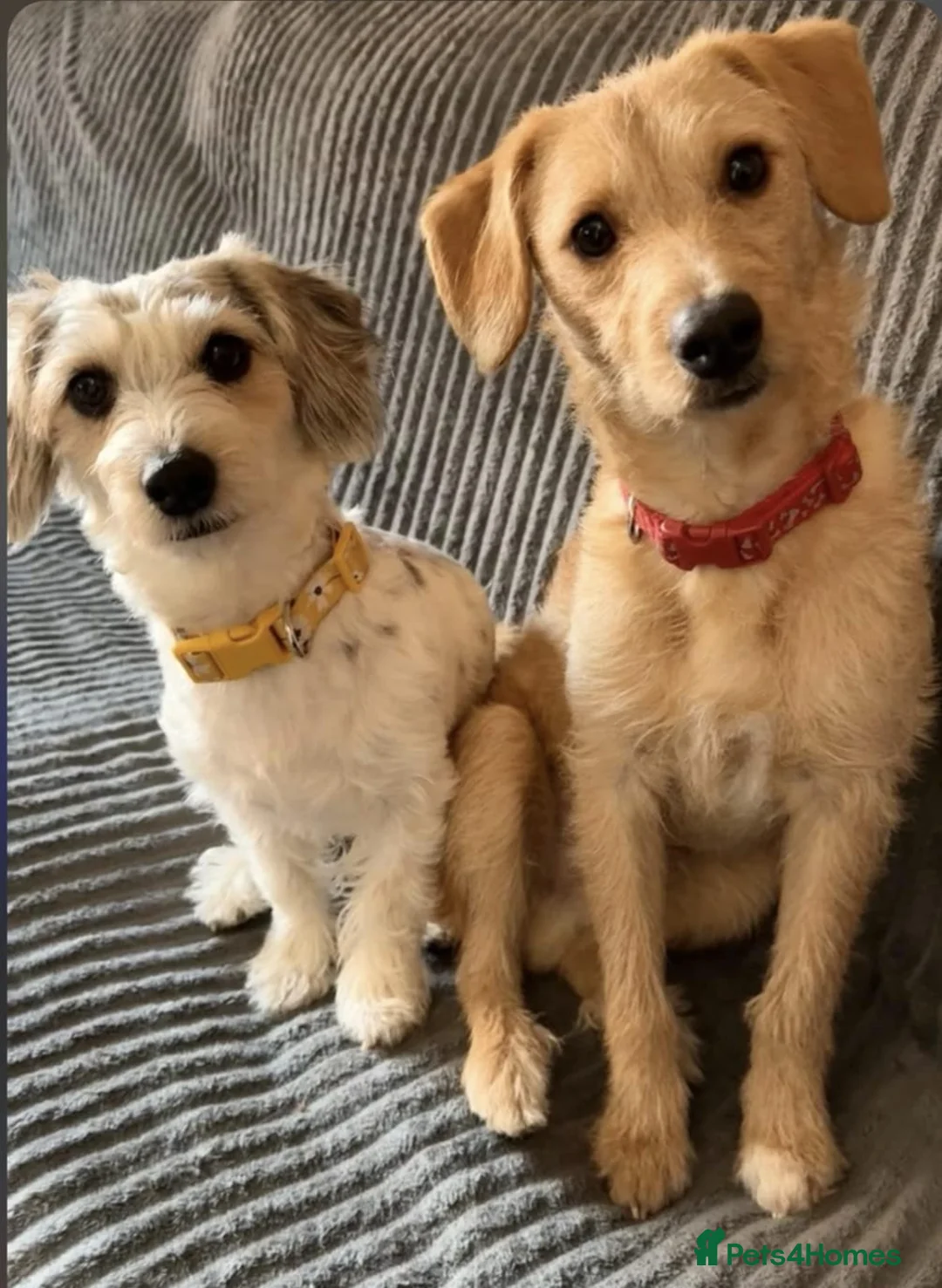 Jackapoo dogs for sale: 4 adorable jackapoo puppies  - Advert 3