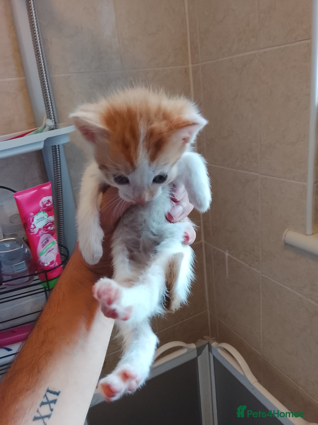 Turkish Angora cats for sale: Turkish angora w/kittens - Image 4
