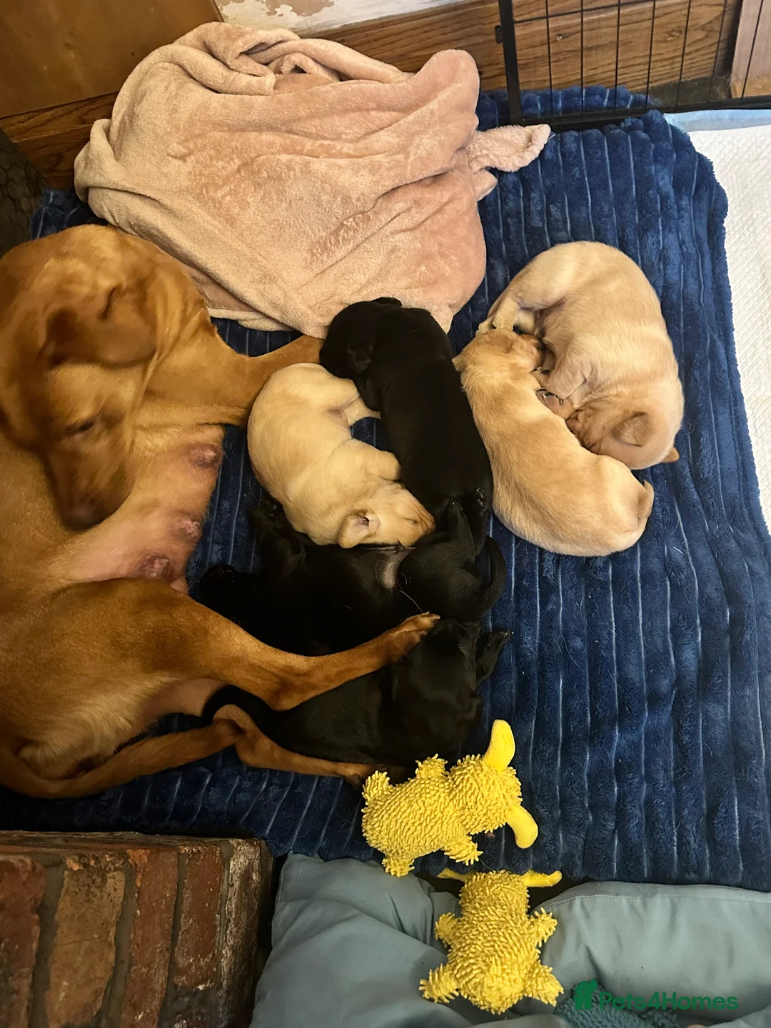 Labrador Retriever dogs for sale: Labrador puppies ready for forever homes - Advert 9