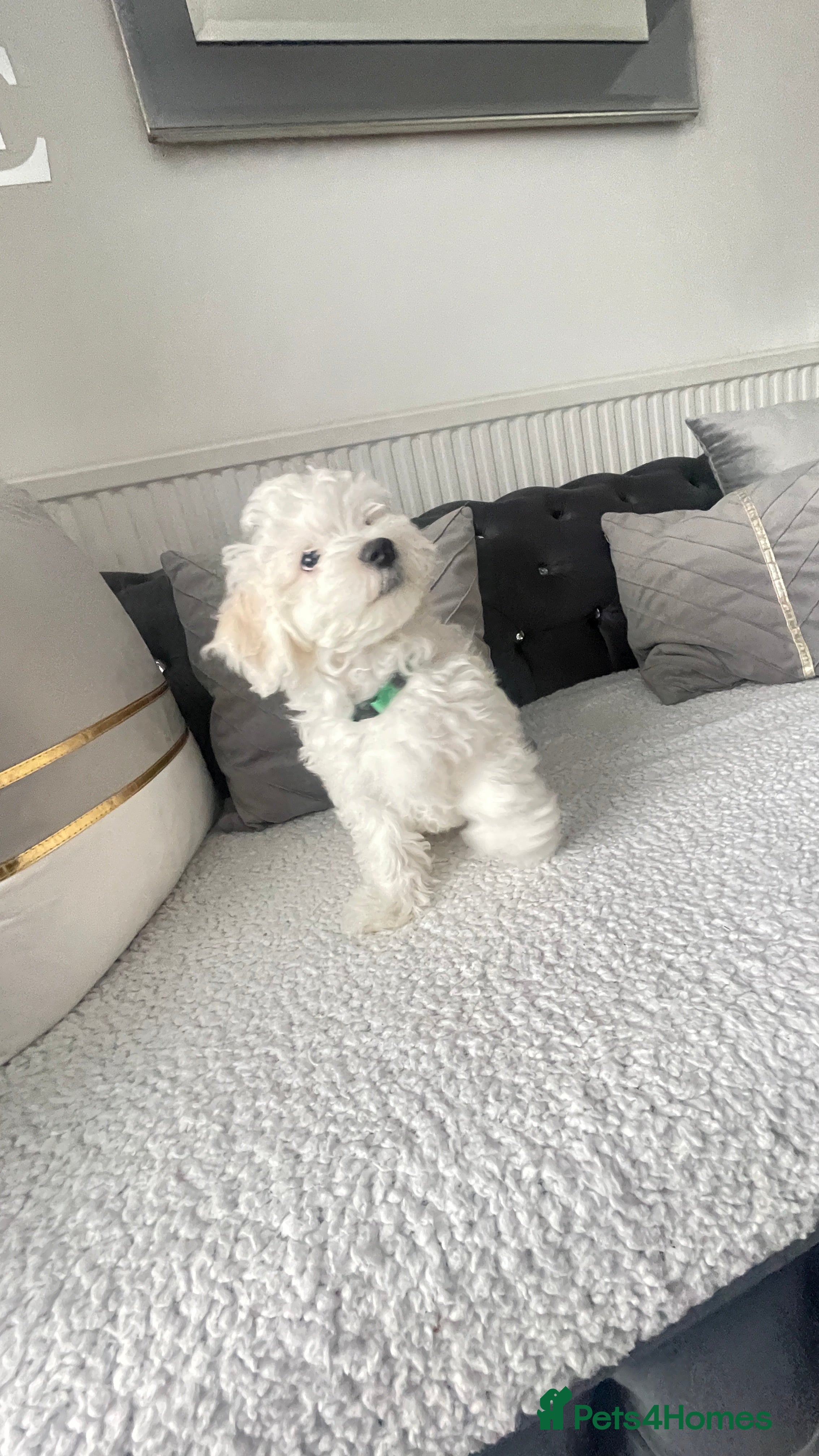 Maltese dogs 🐩 🏡 Beautiful maltese looking for new home 🏡🐩 - Advert 5