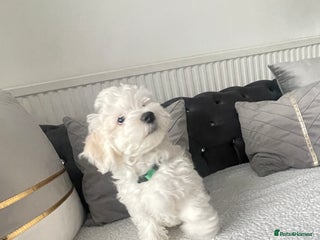 Maltese dogs 🐩 🏡 Beautiful maltese looking for new home 🏡🐩 - Advert 5