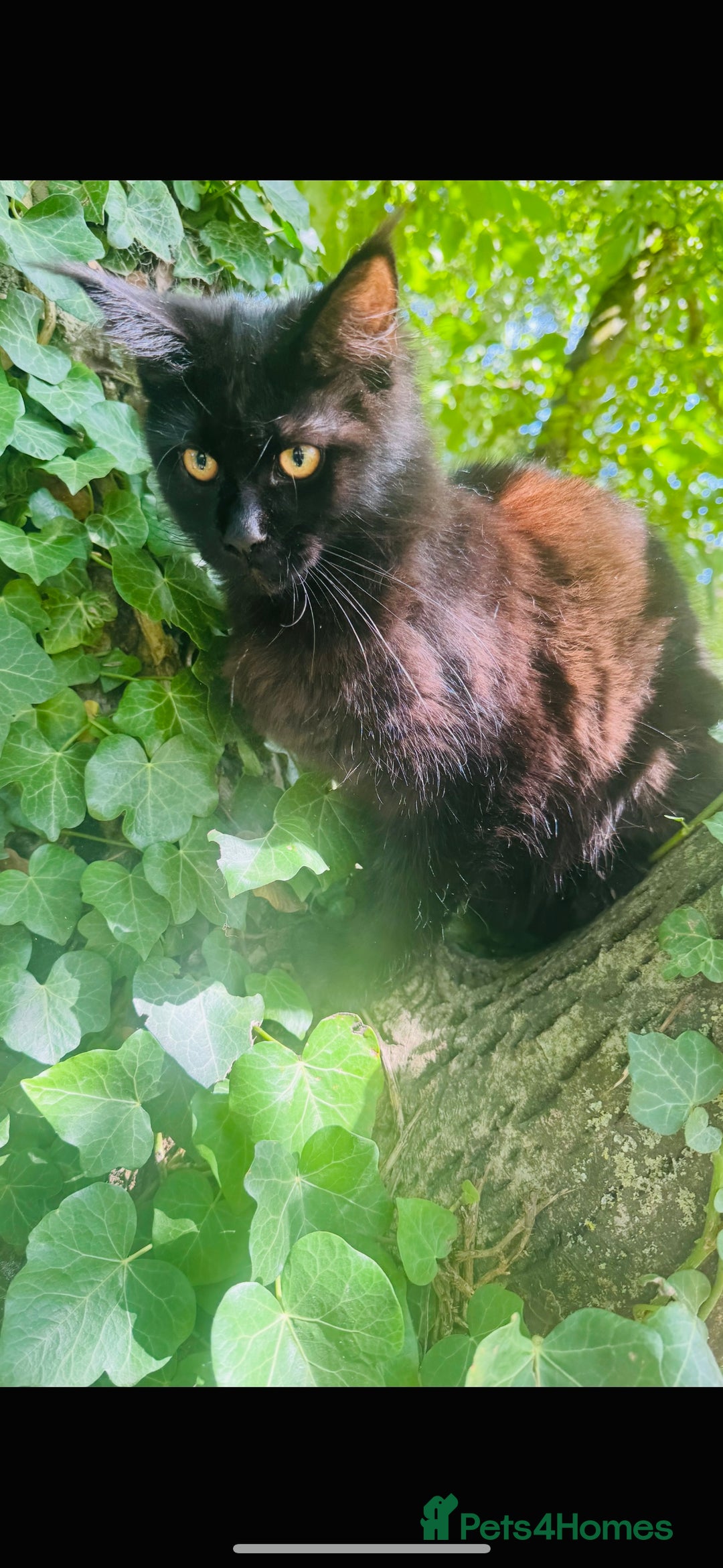 Maine Coon cats for sale: Stunning Pure Breed Maine Coon Kittens in Norwich - Image 11