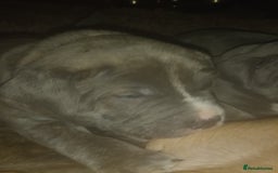 Staffordshire Bull Terrier dogs for sale: Blue brindle boy for sale - Image 2