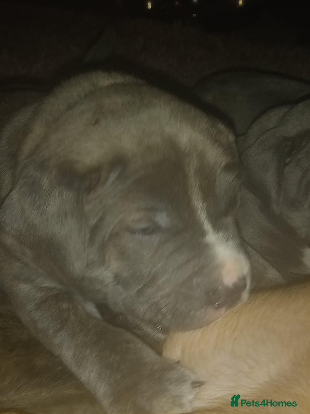 Staffordshire Bull Terrier dogs for sale: Blue brindle boy for sale - Image 2