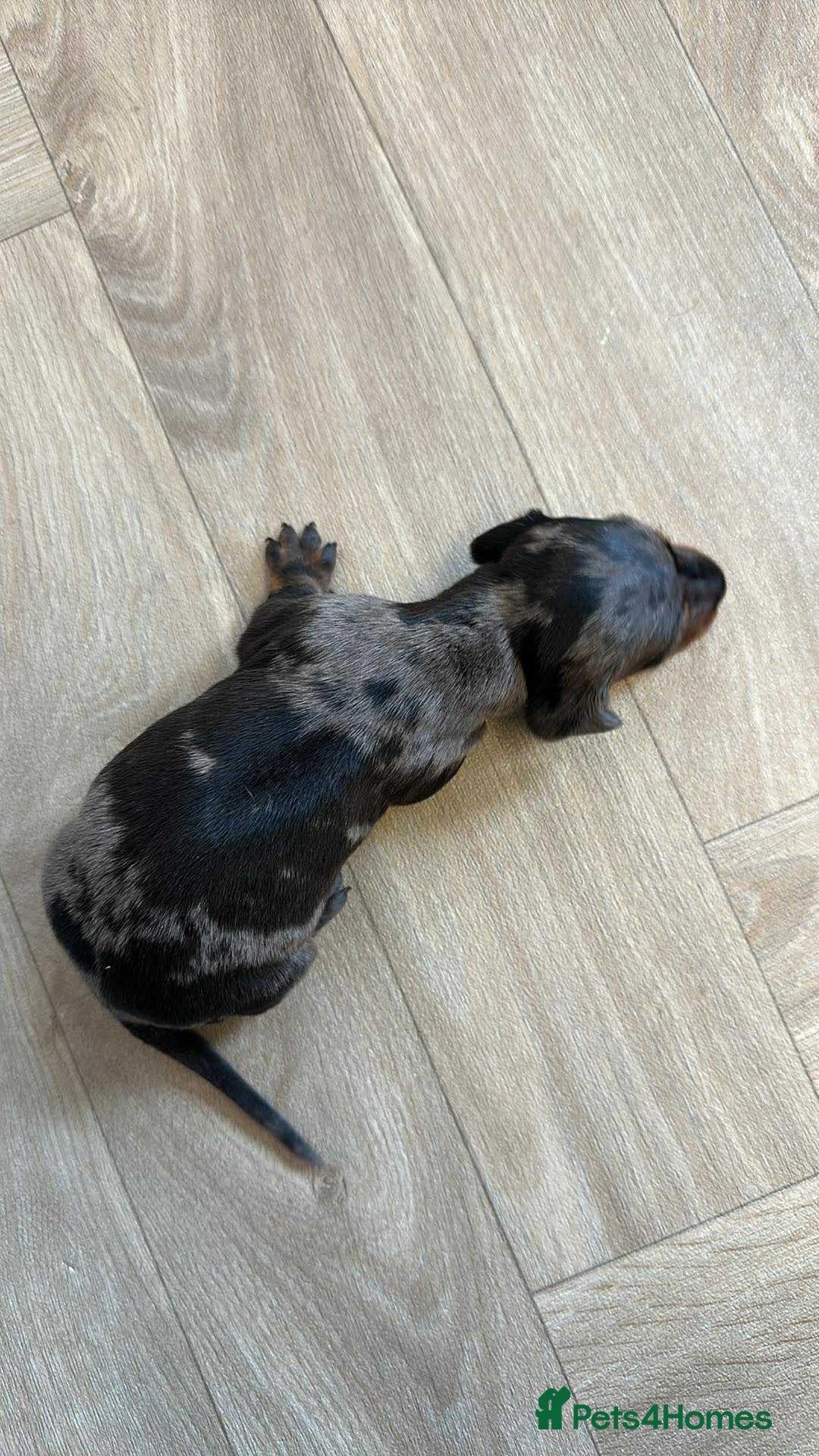 Dachshund dogs for sale: Dachshunds puppies  - Advert 10