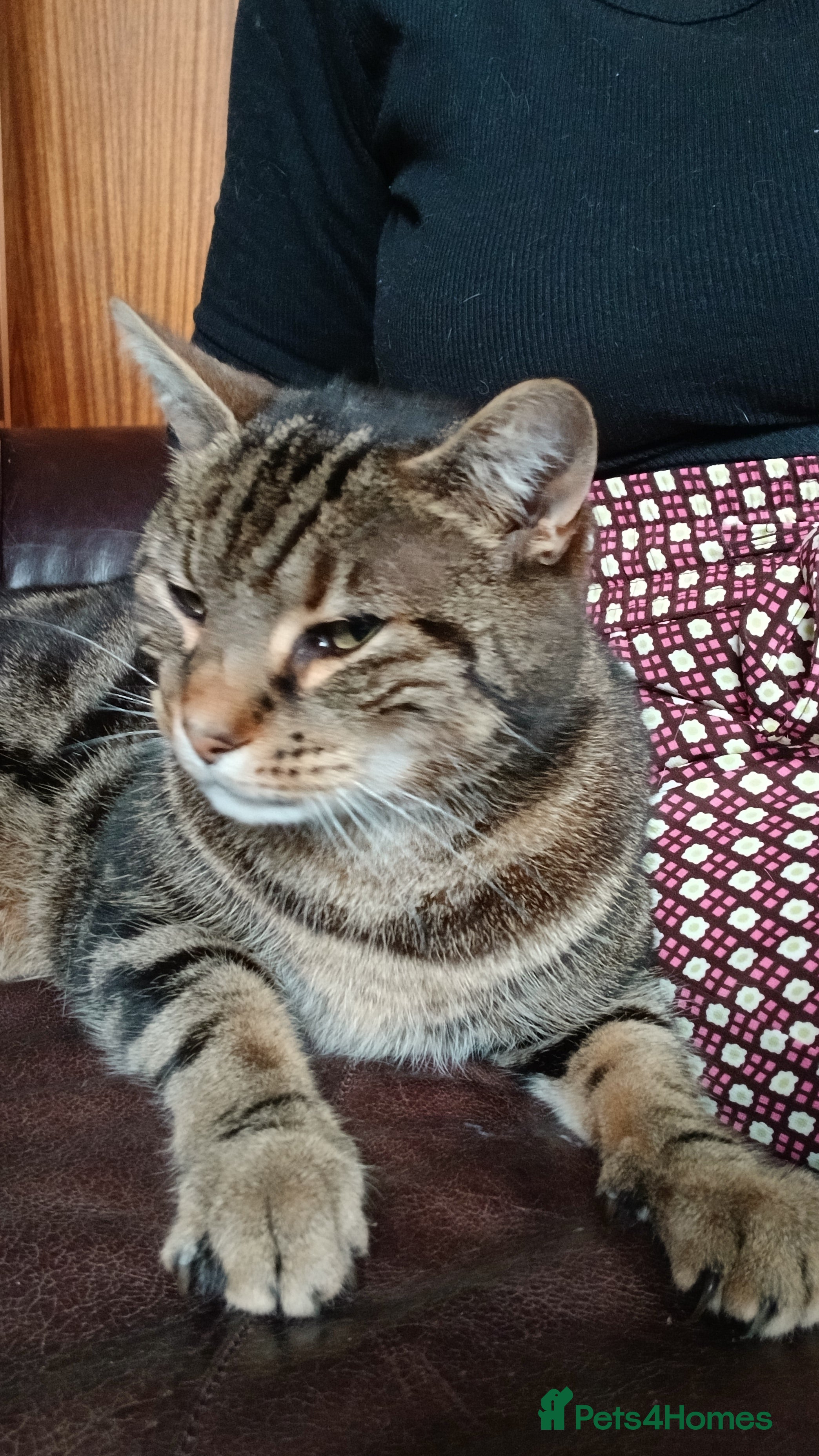 Mixed Breed cats Male Tabby aged 9 - Advert 1