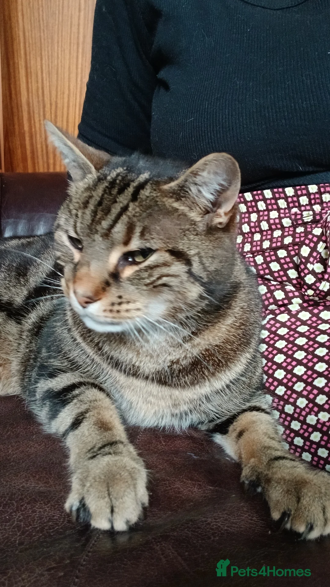 Mixed Breed cats for sale: Male Tabby aged 9 - Advert 1
