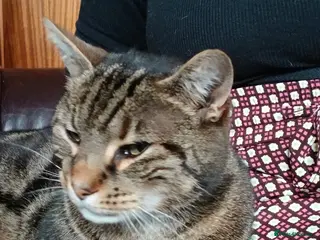 Mixed Breed cats Male Tabby aged 9 - Advert 1