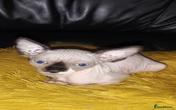 Sphynx cats for sale: Hurry up 1 beautiful boy with blue eyes left - Image 5