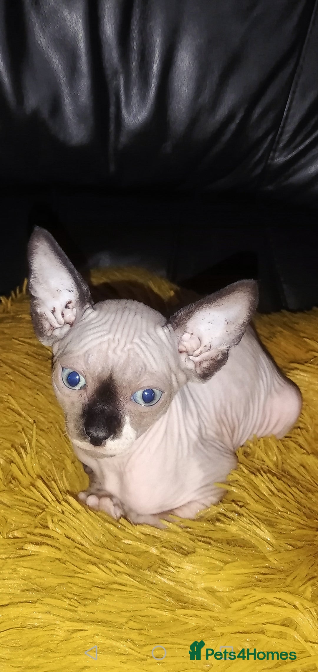 Sphynx cats for sale: Hurry up 1 beautiful boy with blue eyes left - Image 5