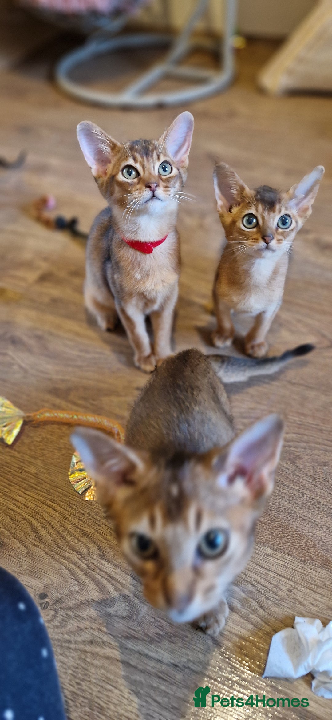 Abyssinian cats for sale: Pure Abyssian kittens ❤️ - Advert 37