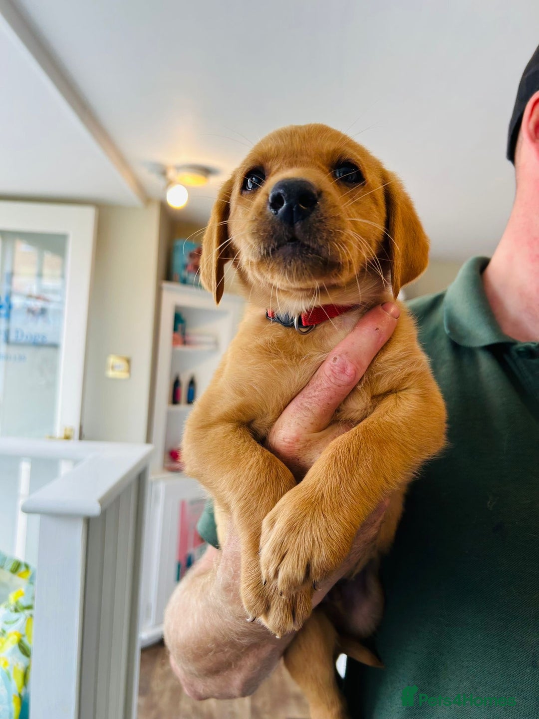 Labrador Retriever dogs for sale: Ready now!! Amazing red fox Labrador puppies  - Image 22