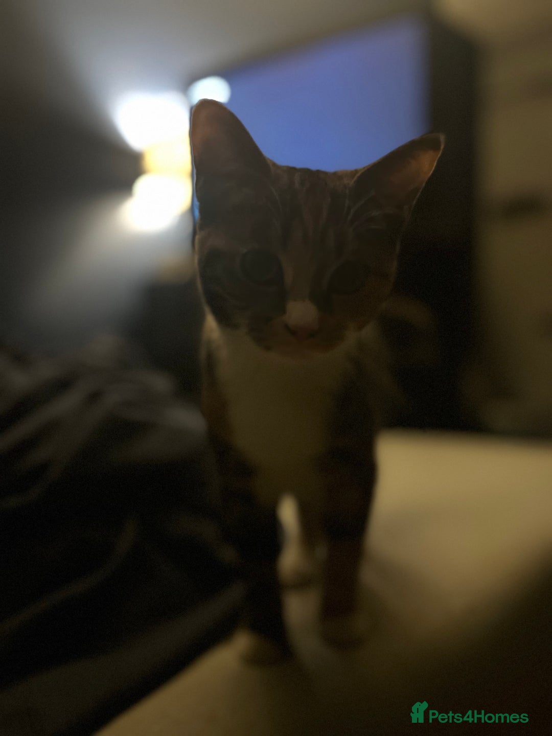 Abyssinian cats for sale: Need gone asap honest ad no time wasters  - Image 3
