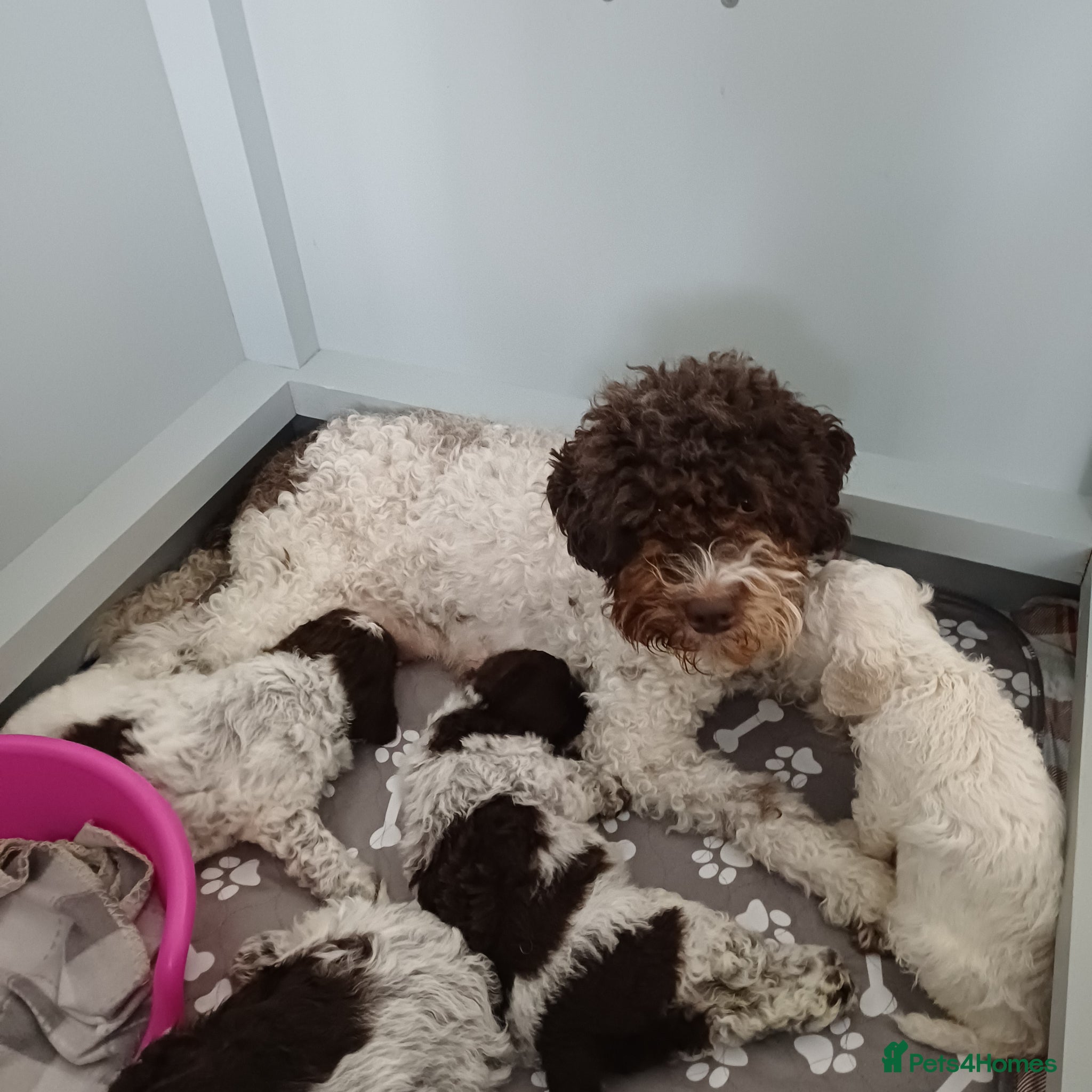 Lagotto Romagnolo dogs Lagotto Romagnolo Italian Water Dogs - Advert 3