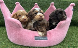 Cockapoo dogs for sale: ⭐️ Stunning Rare Coloured F1 Miniature Cockpoos ⭐️ - Image 23