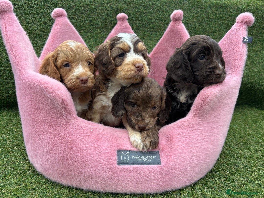 Cockapoo dogs for sale: ⭐️ Stunning Rare Coloured F1 Miniature Cockpoos ⭐️ - Image 23
