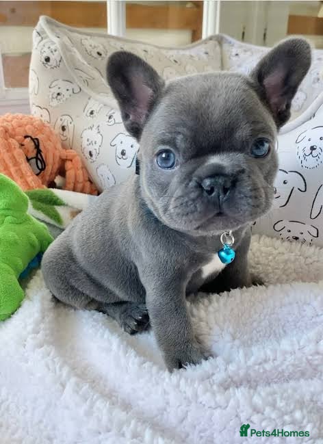 French Bulldog dogs  frenchbull dog puppes - Advert 17