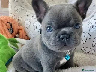 French Bulldog dogs frenchbull dog puppes - Advert 15