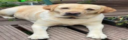 Labrador Retriever dogs for sale: Two beautiful labrador puppies  - Advert 2