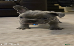 French Bulldog dogs for sale: French bulldog puppies - Image 11