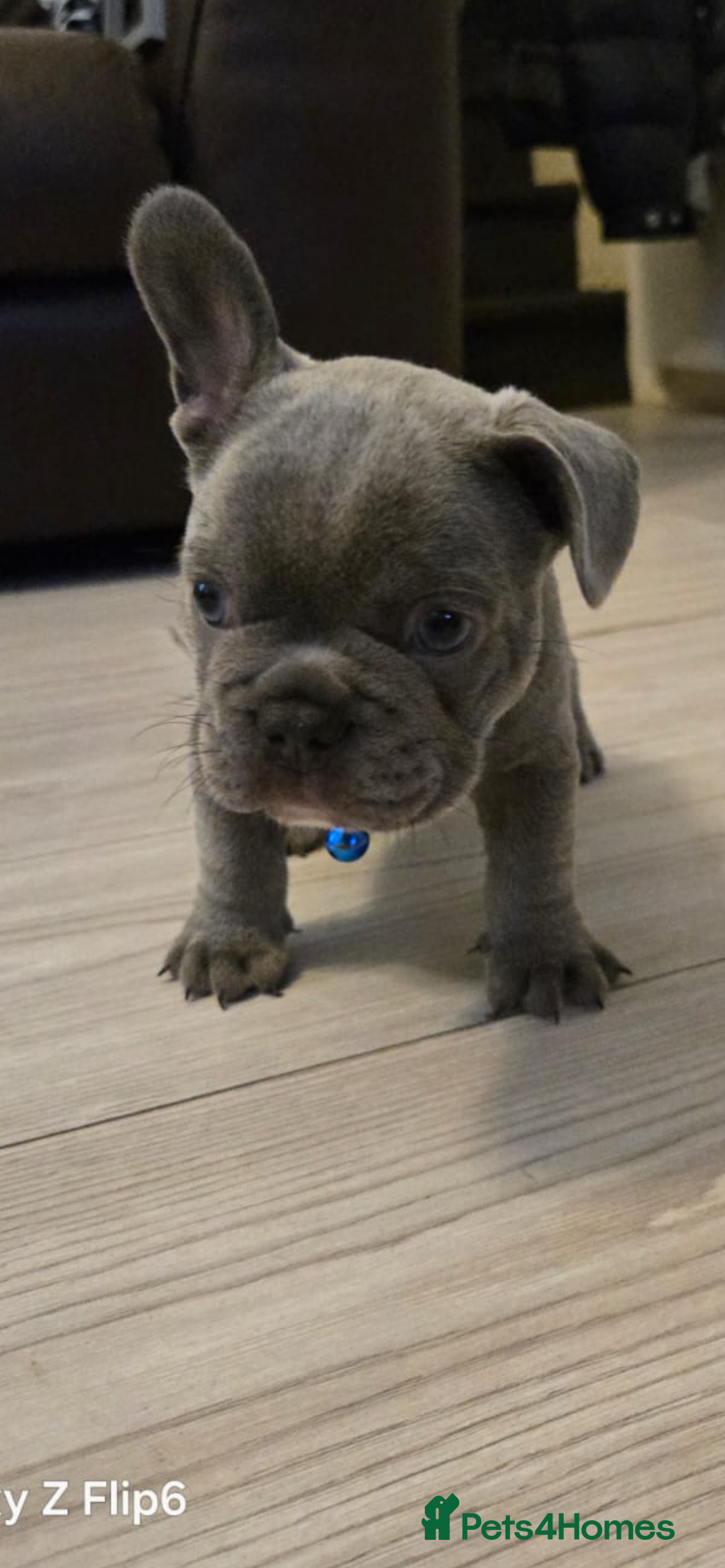French Bulldog dogs for sale: French bulldog puppies - Image 11
