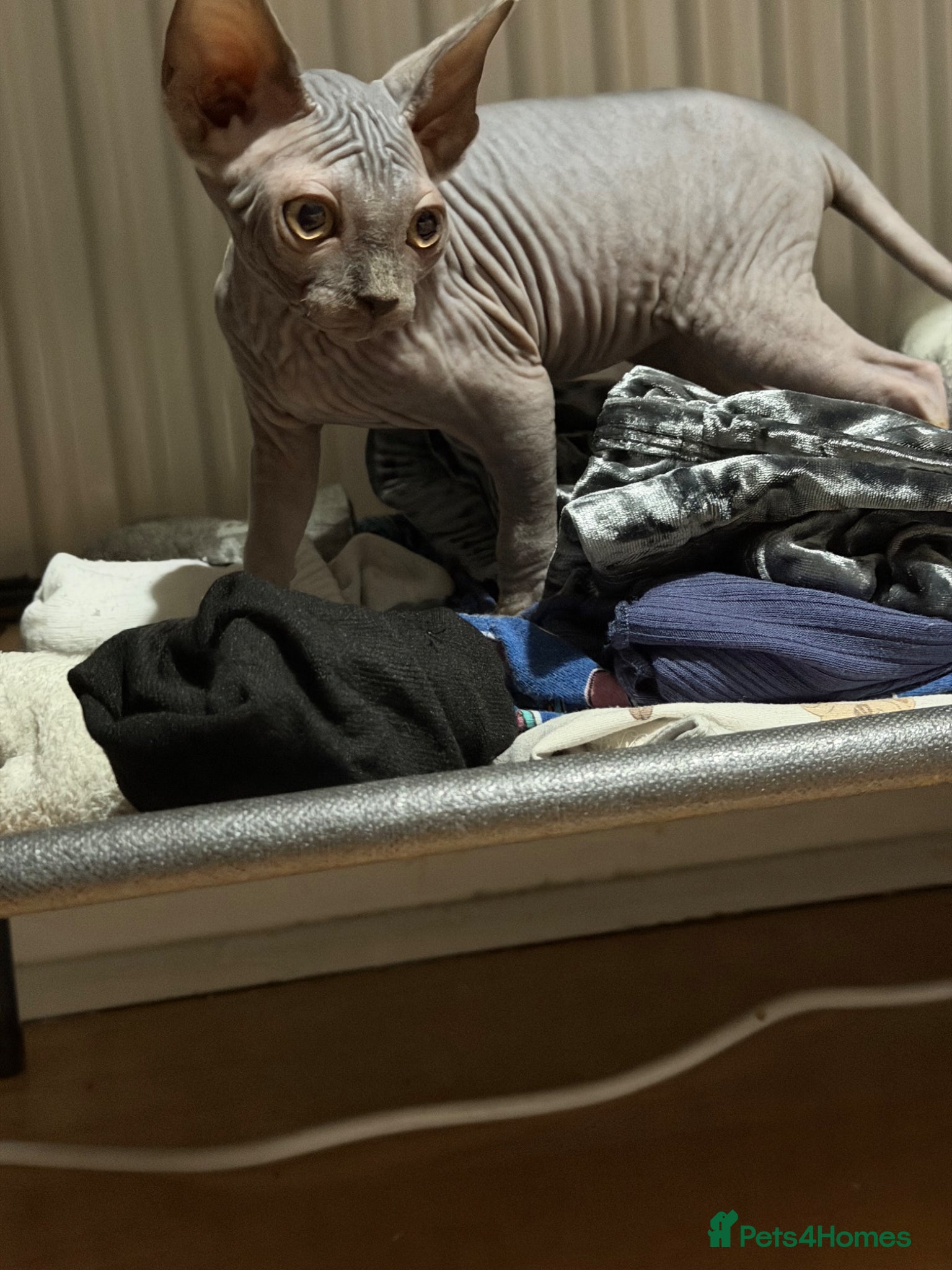 Sphynx cats Adorable sphynx girl  - Advert 1