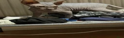 Sphynx cats for sale: Adorable sphynx girl  - Advert 2