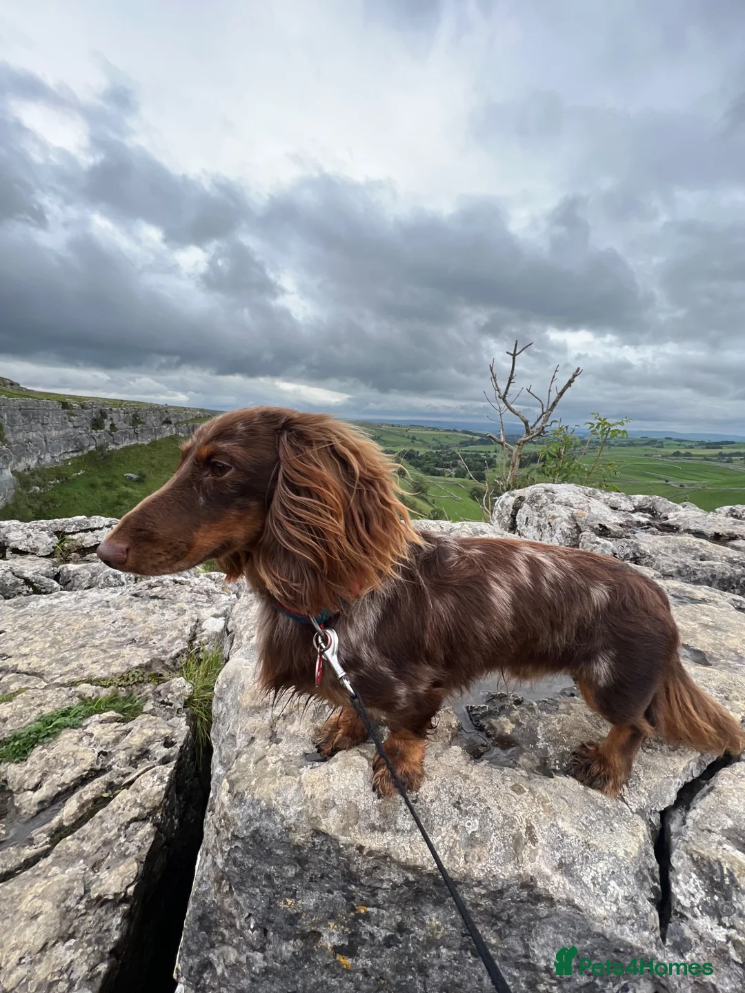Dachshund dogs for stud: Long haired miniature dapple male dachshund  - Advert 2