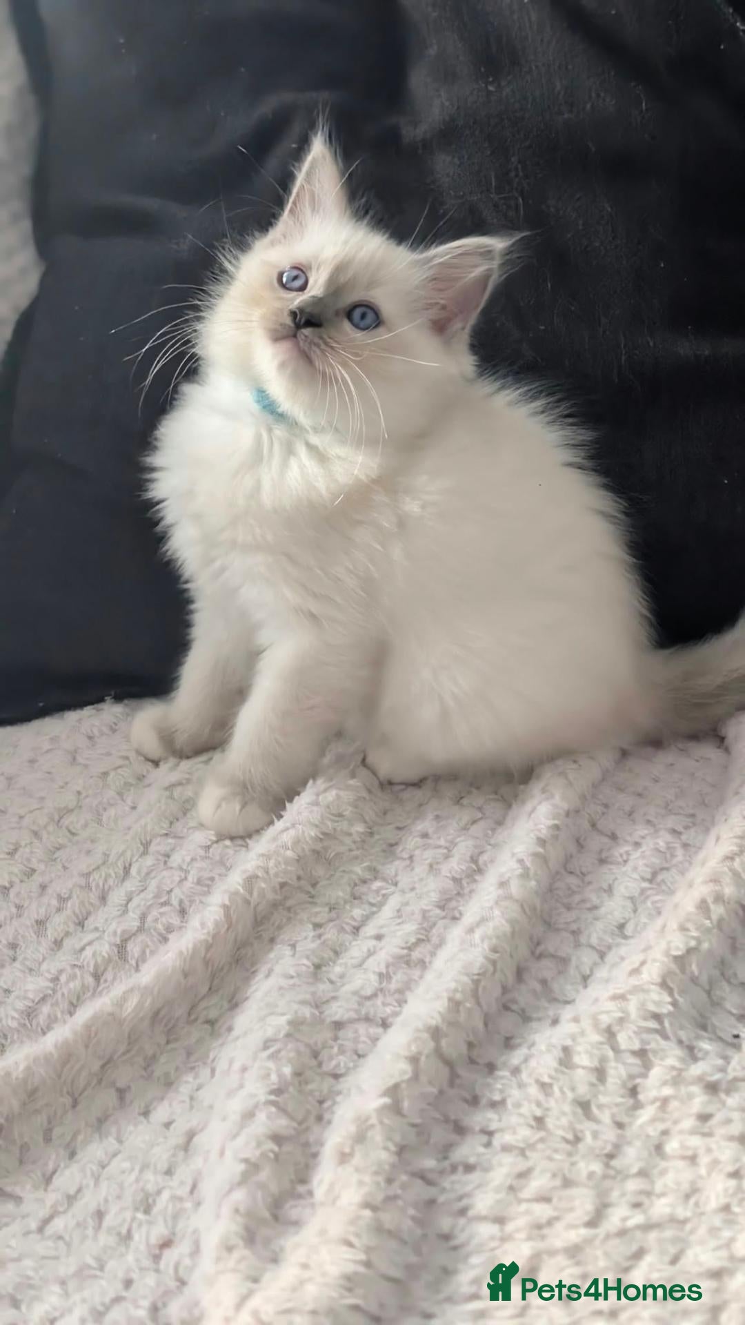 Ragdoll cats Ragdoll Kittens Only 1 boy left  - Advert 6