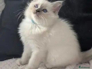 Ragdoll cats Ragdoll Kittens Only 1 boy left - Advert 6