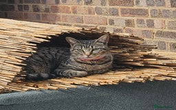 Bengal cats for sale: Half bengal good home required - Image 2