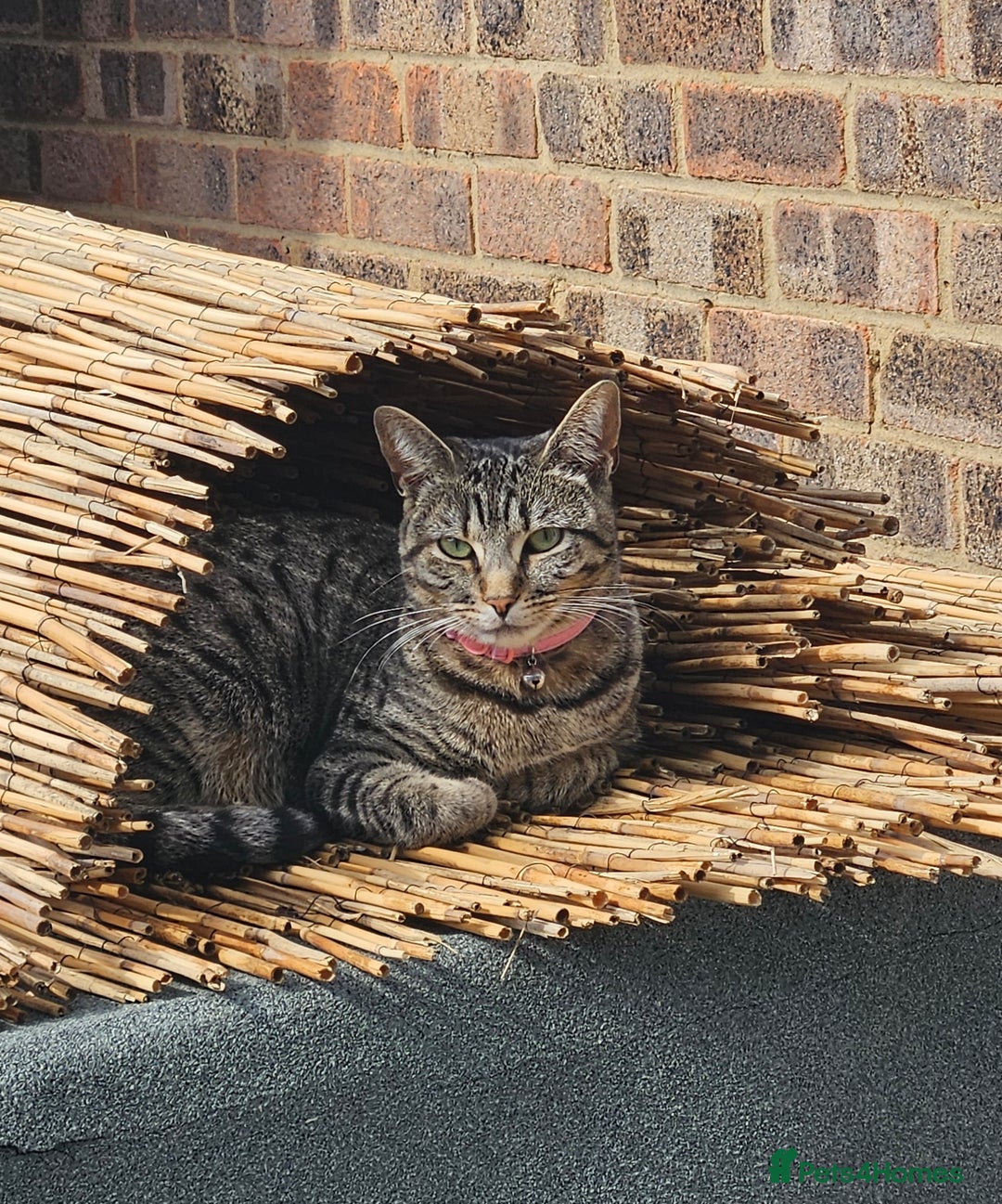 Bengal cats for sale: Half bengal good home required - Image 2
