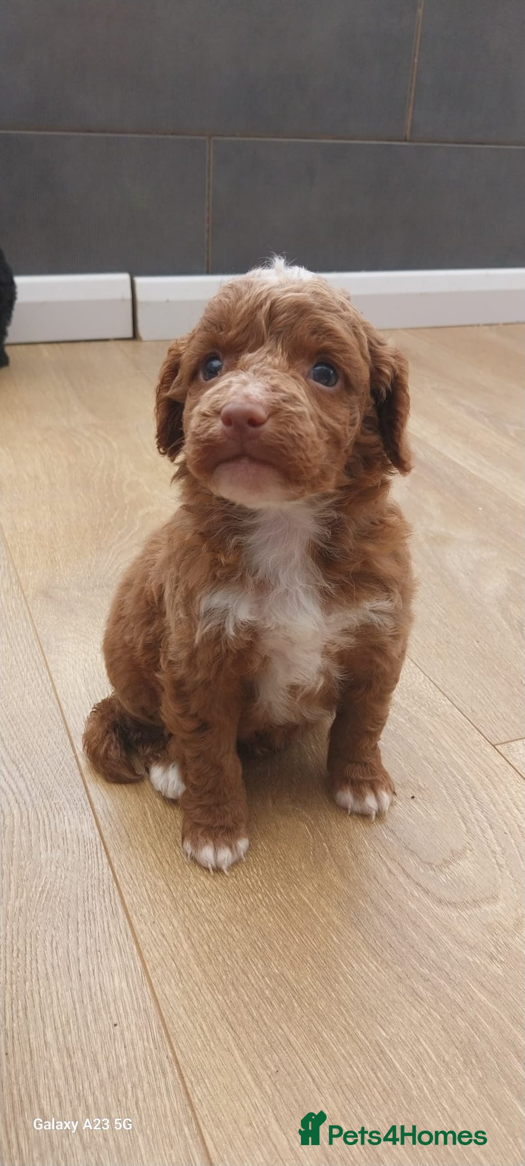 Cockapoo dogs for sale: ** BEAUTIFUL LITTER OF COCKAPOOS ** - Image 38