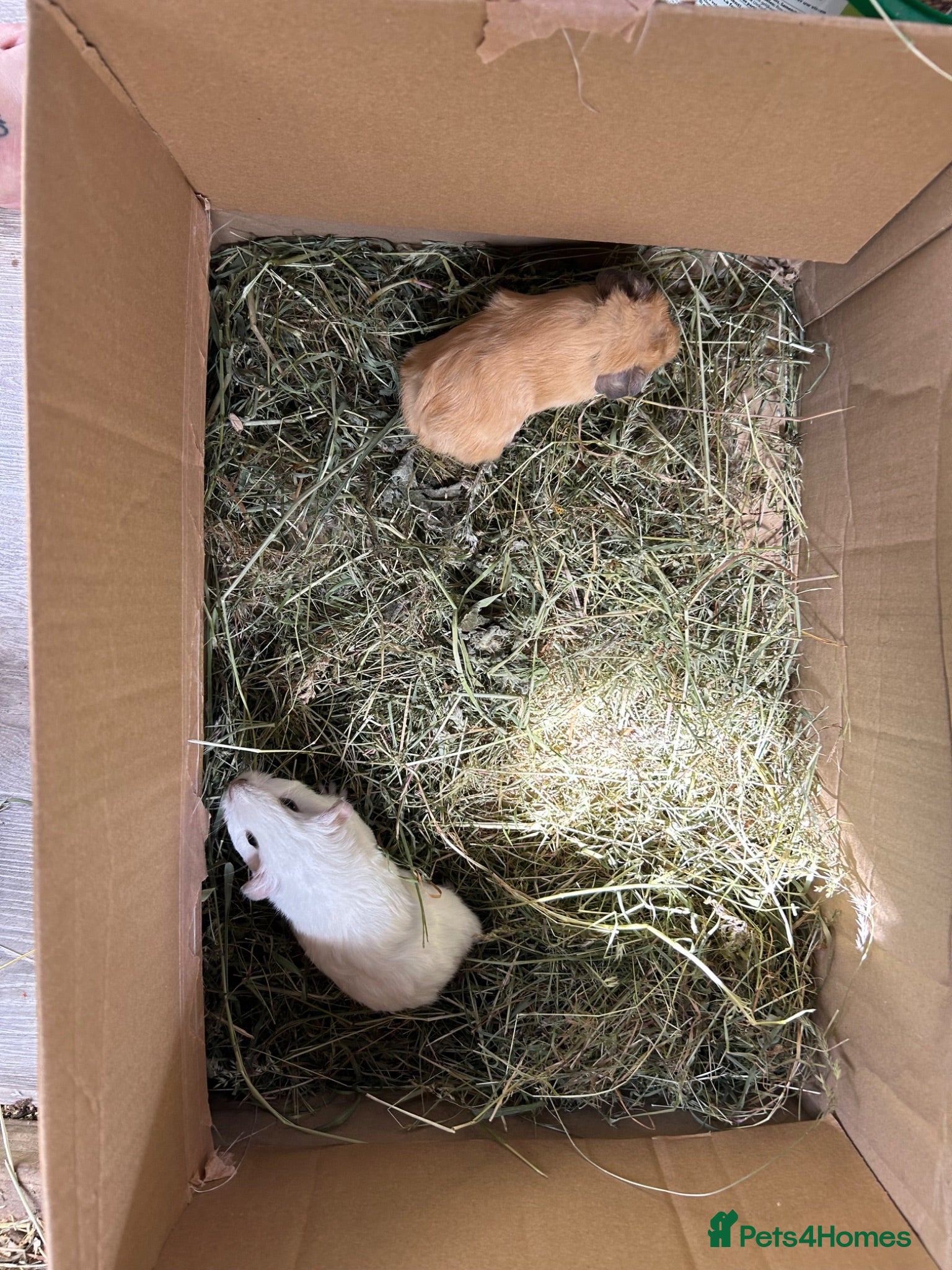 Guinea Pig rodents Baby guinea pigs - Advert 6