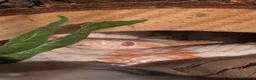Corn Snake reptiles for sale: Cleo the Corn Snake is looking for a new home in Ashtead - Advert 1