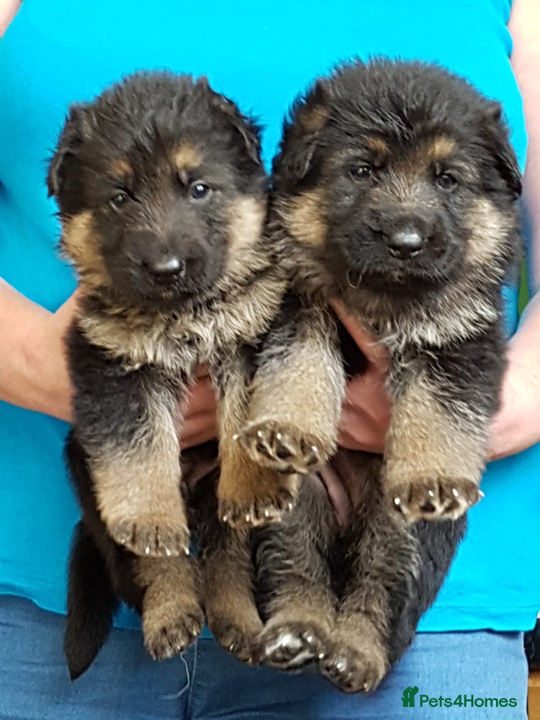 German Shepherd dogs for stud: Health tested stud dog in Ashington - Advert 5