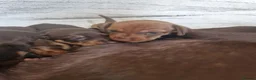 Dachshund dogs for sale: Dachshund puppies - Advert 2