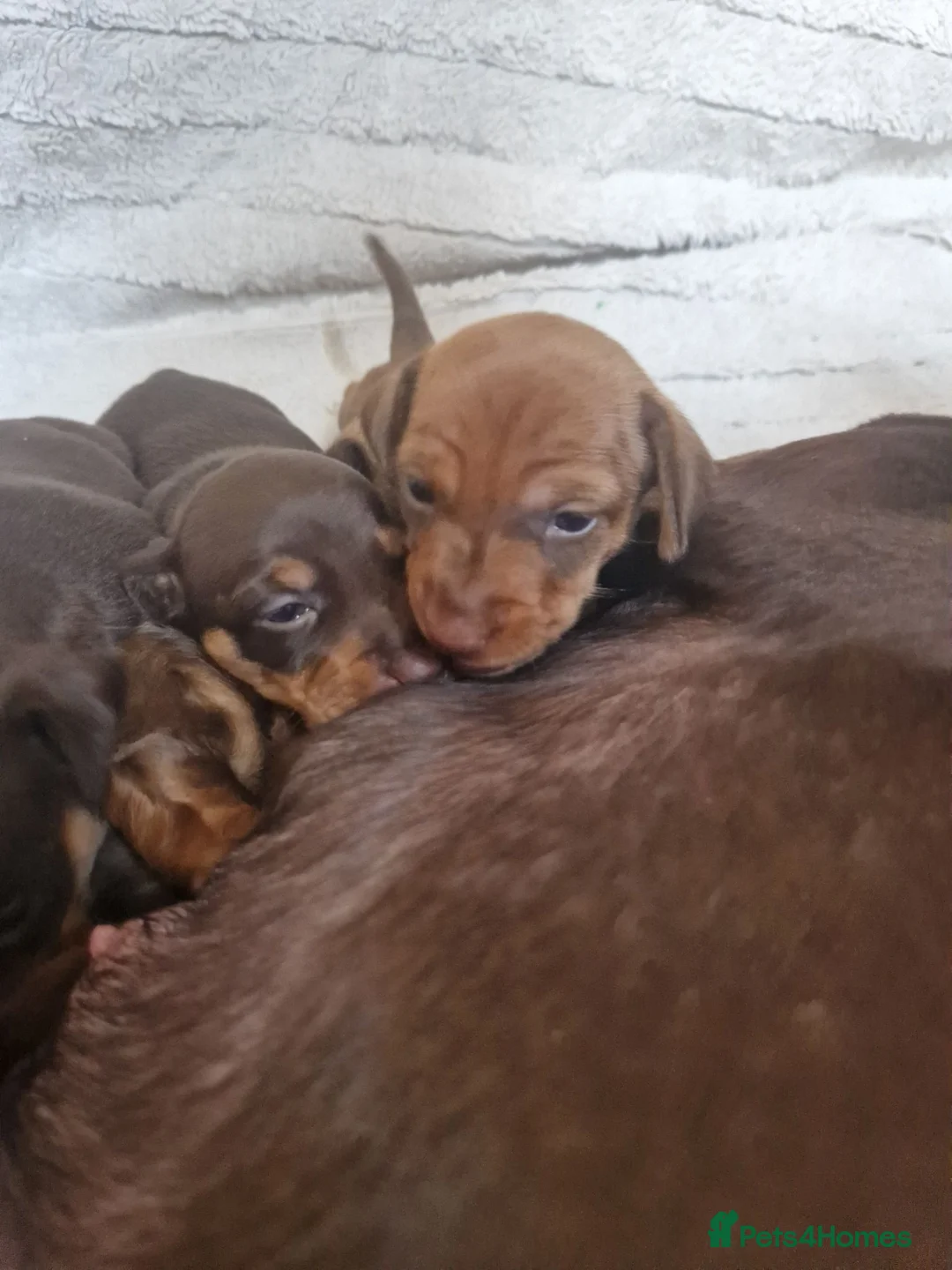 Dachshund dogs for sale: Dachshund puppies - Advert 2