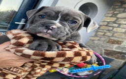 Dorset Olde Tyme Bulldogge dogs for sale: Beautiful KC olde English bulldogs in spennymoor  - Image 40