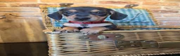 Miniature Dachshund dogs for sale: Miniature Dachshund puppies READY TO LEAVE NOW  - Advert 1