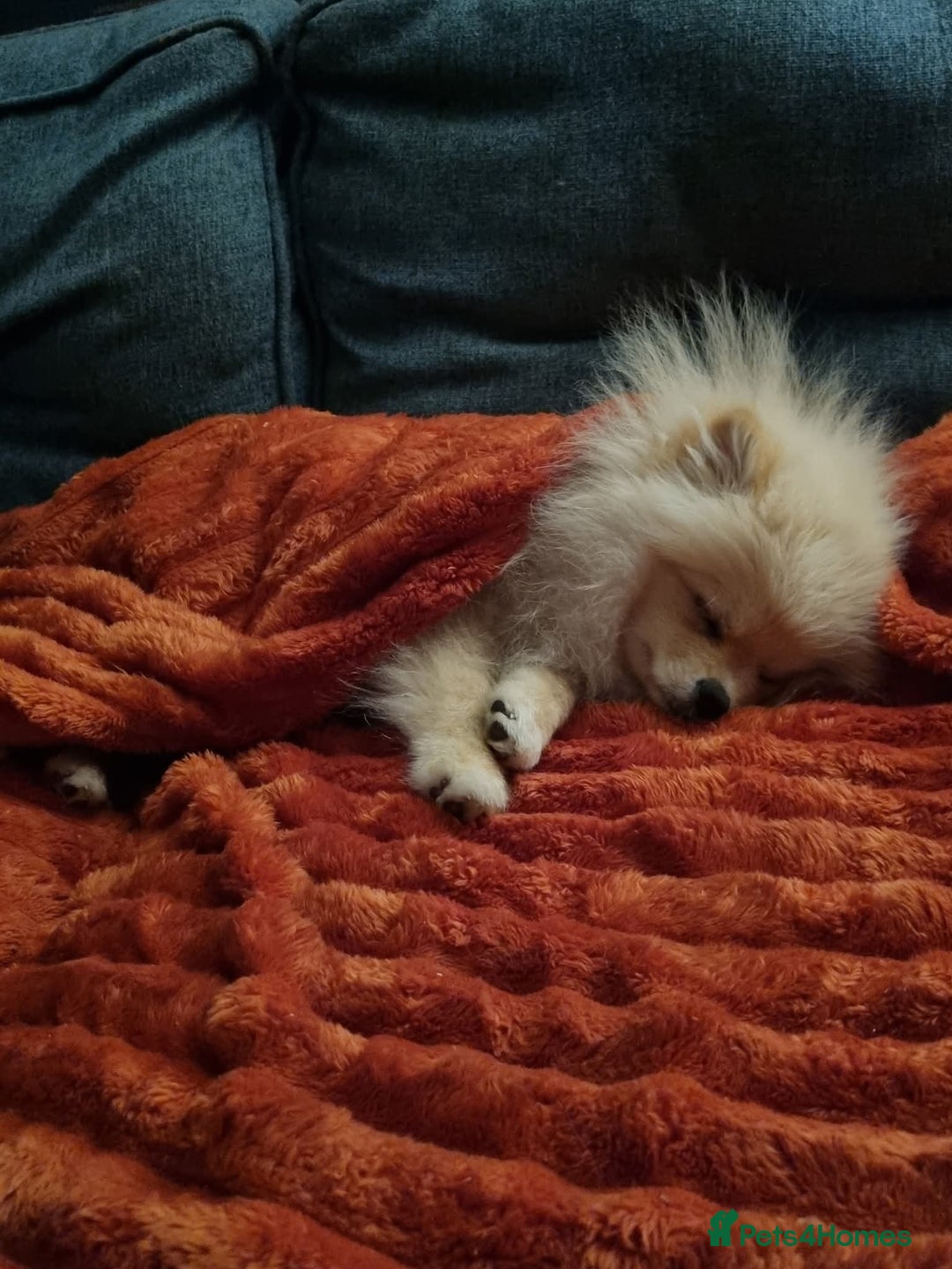 Pomeranian dogs for sale: Beautiful tiny Pomeranian Puppy   - Advert 8