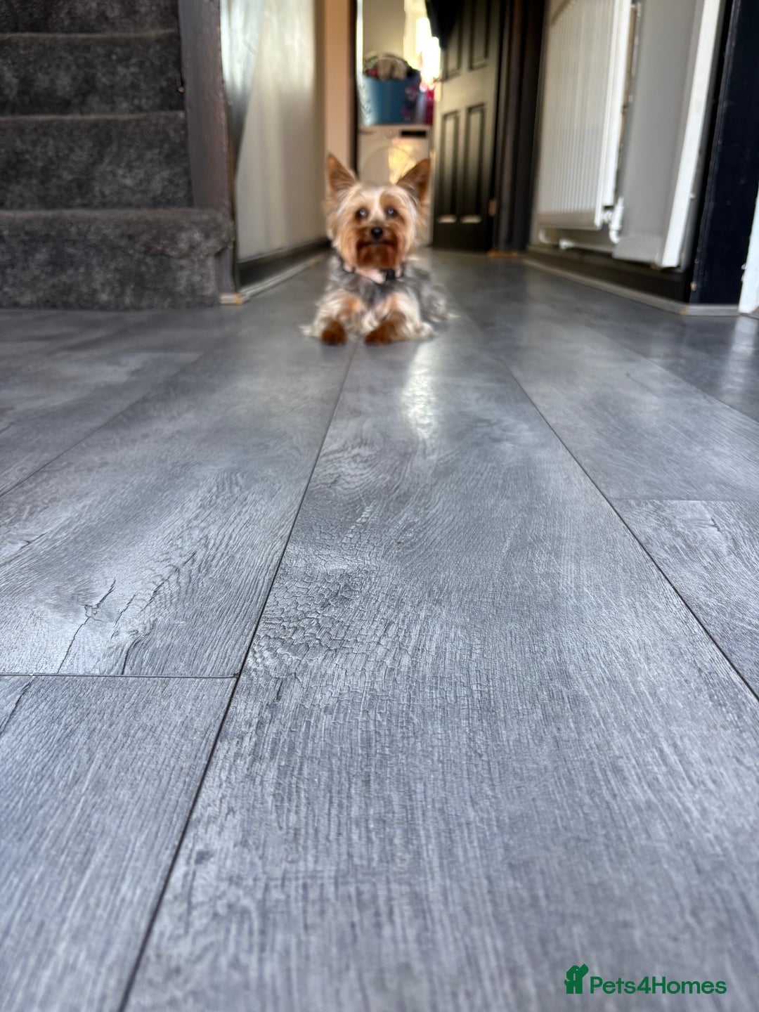 Yorkshire Terrier dogs for sale: Yorkshire terrier puppies - Image 7