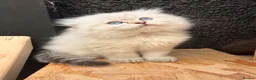 Ragdoll cats for sale: Beautiful show quality Ragdoll x SF kittens - Advert 4